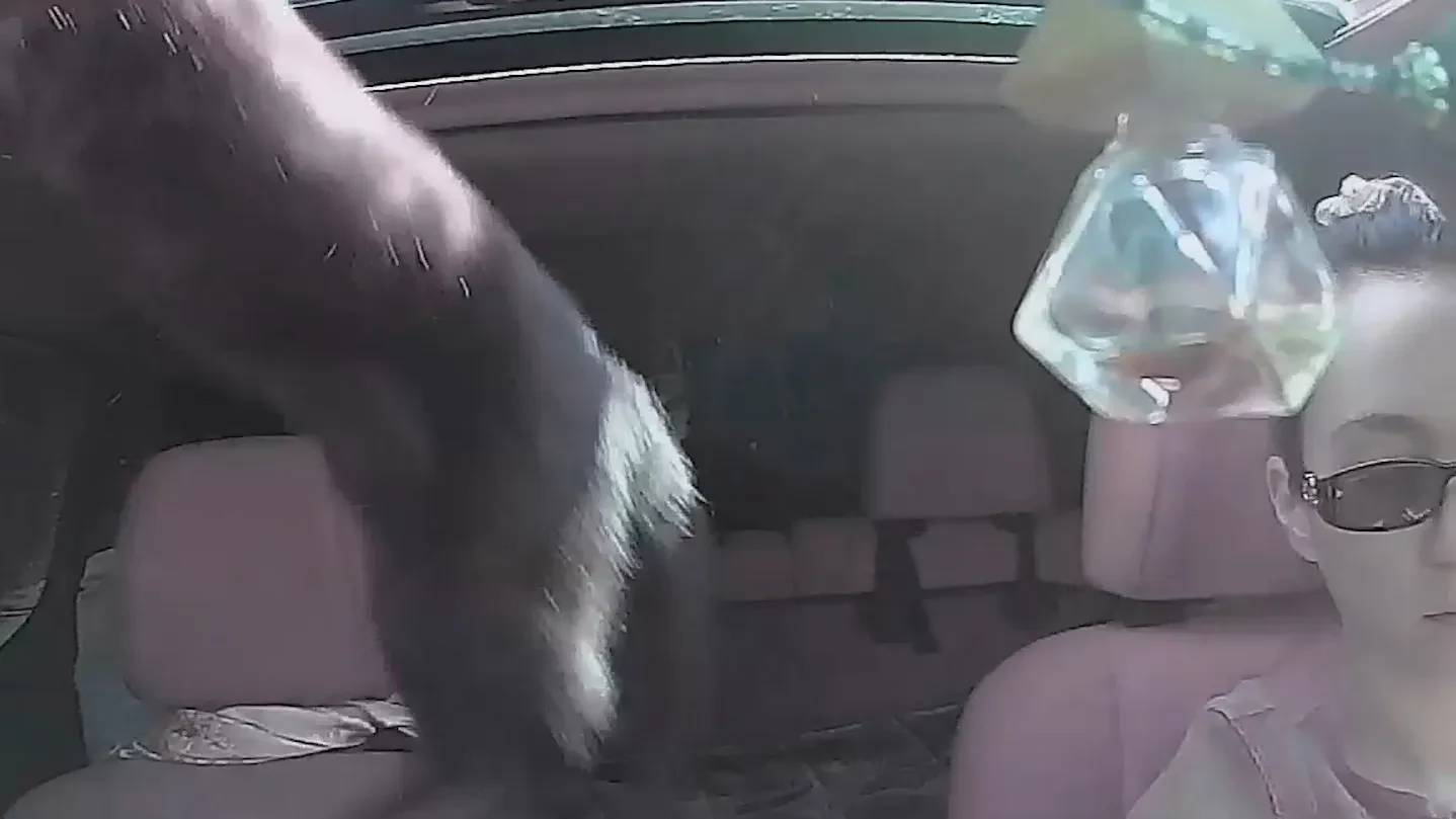 Wednesday Whimsy!Roguish Cat Jumps Through Sunroof During Highway Journey