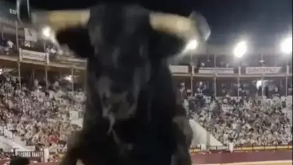 Woopsies! Beautiful Bull Has Had Enough Jumping Over Safety Barrier Heading Straight For Person Filming In Crowd