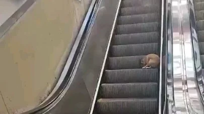 Present-Day Developments: A Silly Pup Seemingly Figures Out How Escalators Work & Refuses To Stop