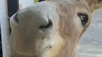 A Spoonful of Whimsy: Meet Tiago, The Portugal Donkey Who Opens Kitchen Window For Treat